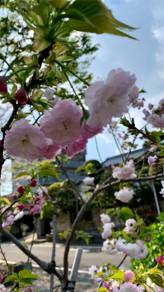 f:id:kyoko316:20250419235452j:image