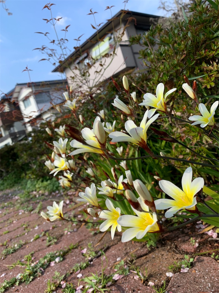 f:id:kyoko316:20250419235512j:image