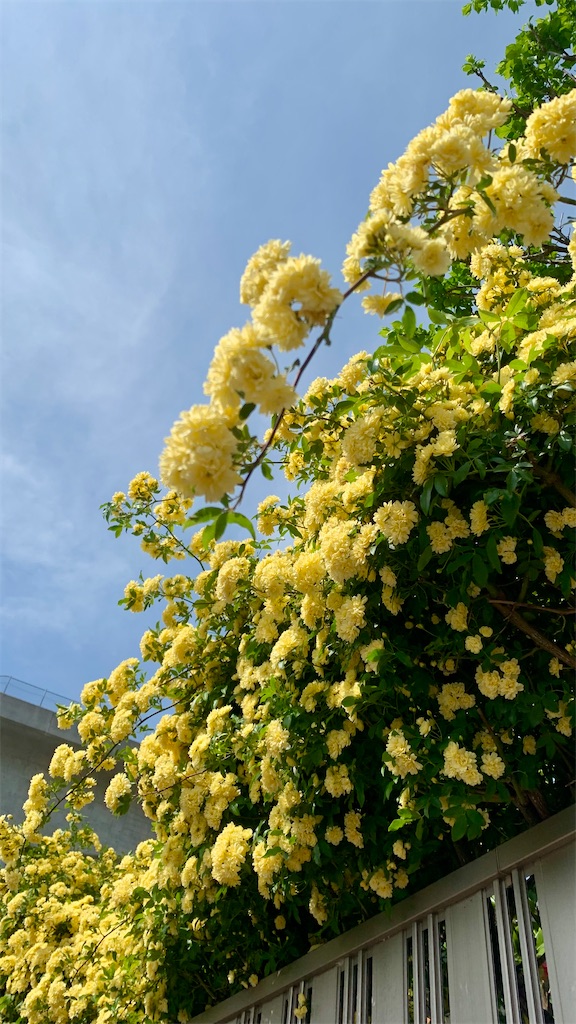 f:id:kyoko316:20250420222713j:image