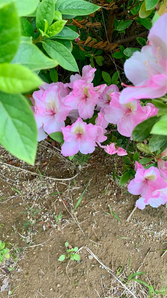 f:id:kyoko316:20250422173317j:image