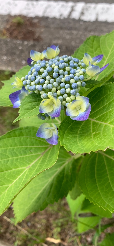 f:id:kyoko316:20250529211937j:image