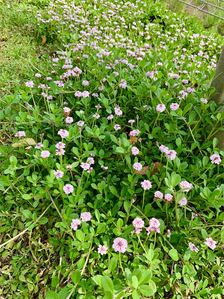 f:id:kyoko316:20250603001550j:image