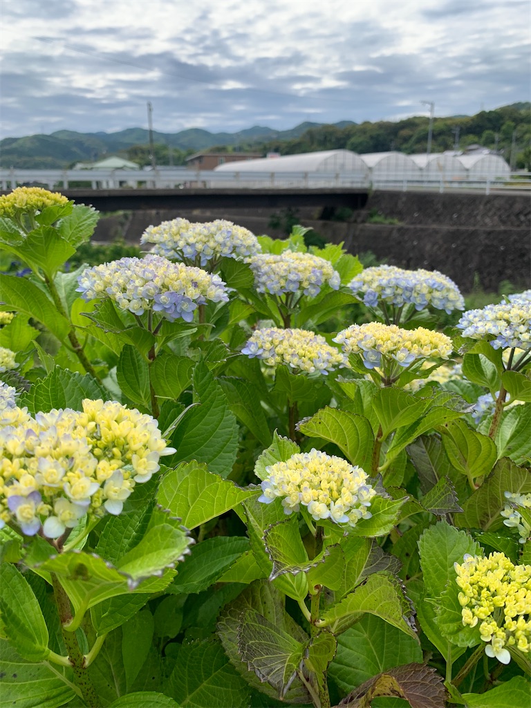f:id:kyoko316:20250607230637j:image