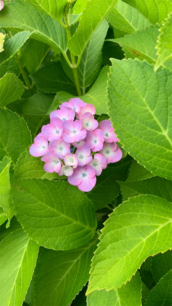 f:id:kyoko316:20250607230722j:image