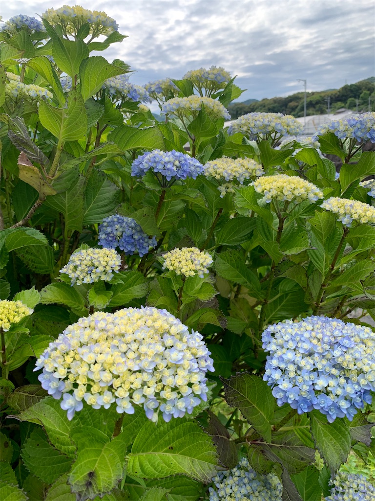 f:id:kyoko316:20250607232538j:image
