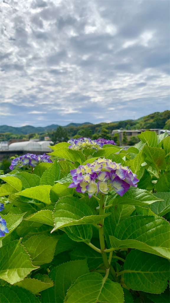 f:id:kyoko316:20250608004426j:image