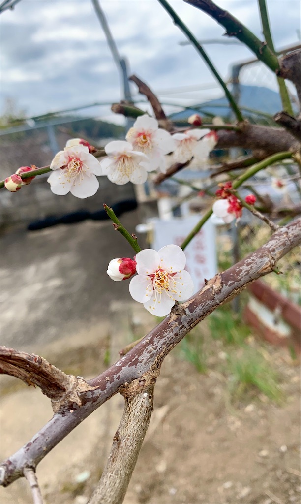 f:id:kyoko316:20260207120955j:image