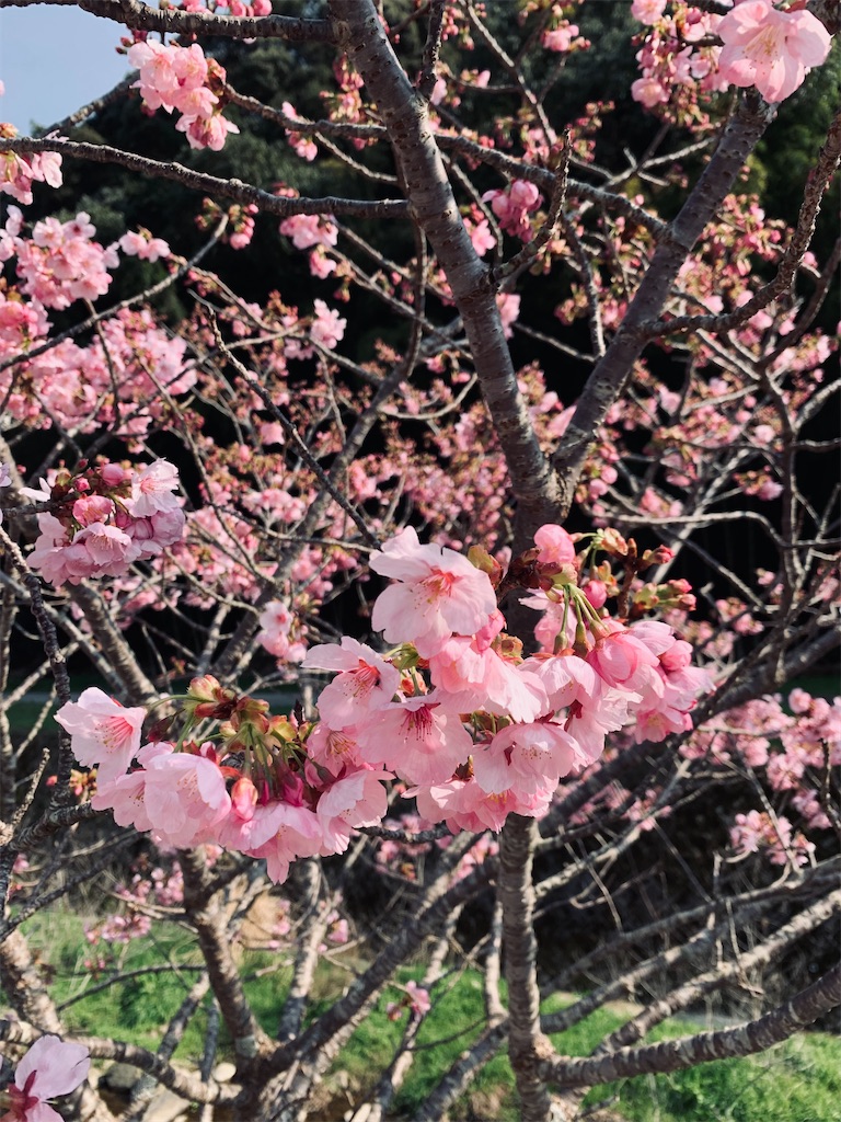 f:id:kyoko316:20260401224729j:image