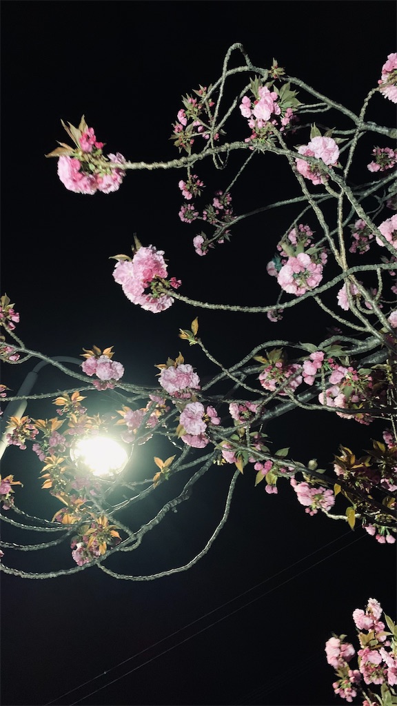 f:id:kyoko316:20260421235020j:image