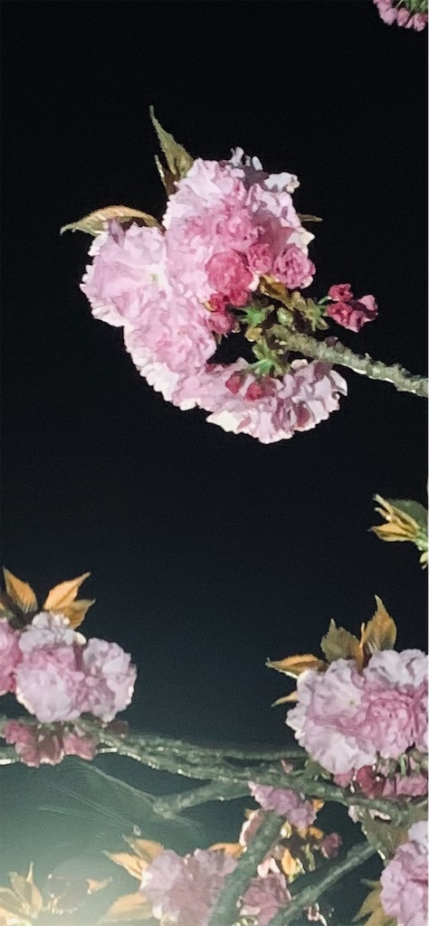 f:id:kyoko316:20260422095310j:image