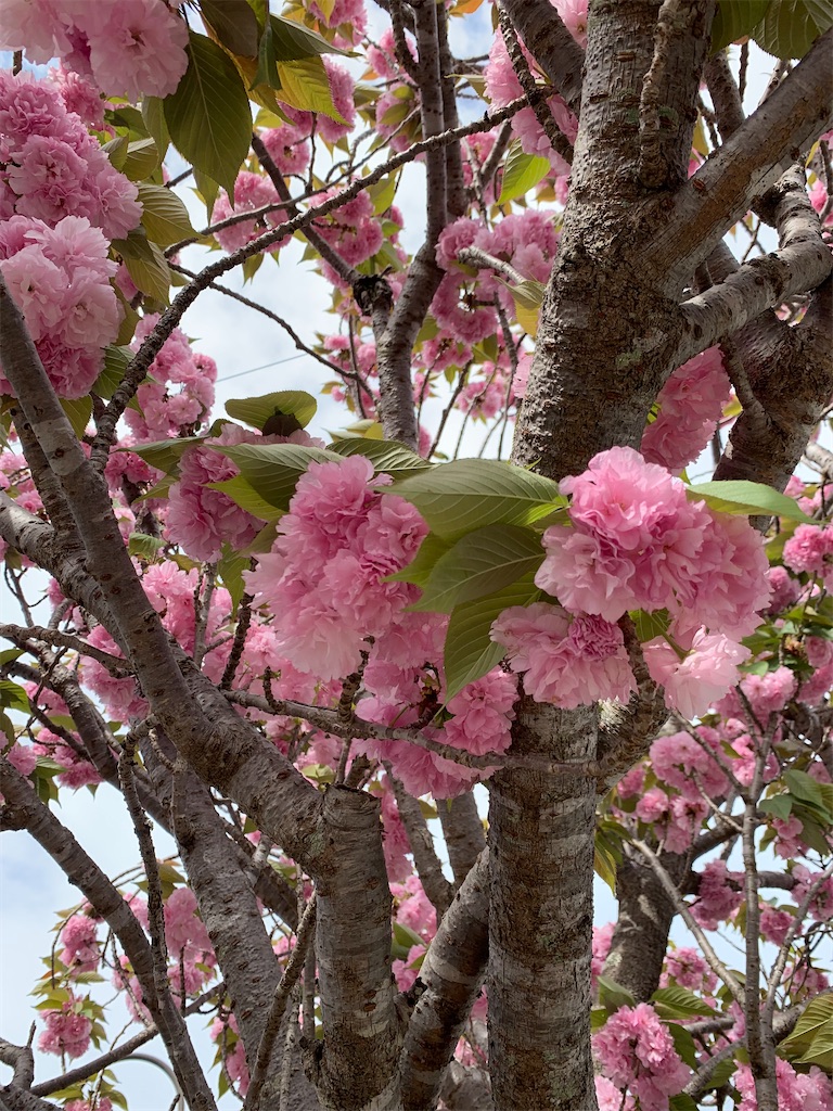 f:id:kyoko316:20260422095322j:image
