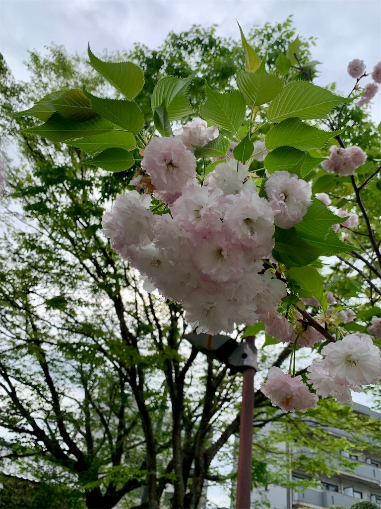 f:id:kyoko316:20260422095608j:image