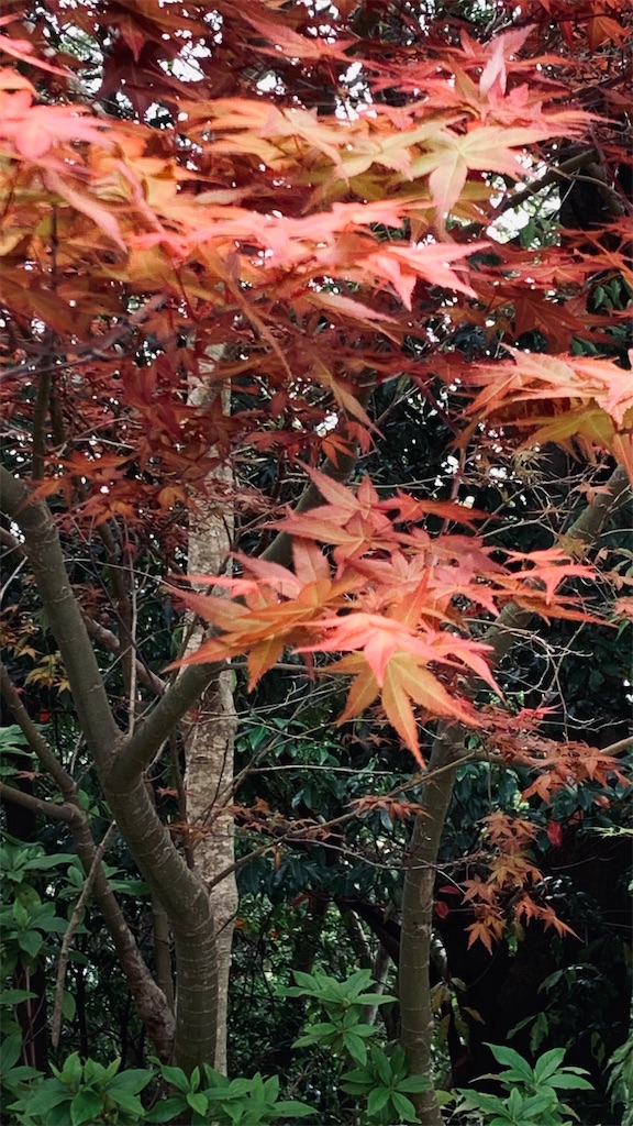 f:id:kyoko316:20260425231402j:image f:id:kyoko316:20260425231402j:image