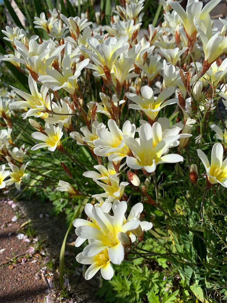 f:id:kyoko316:20260425231820j:image f:id:kyoko316:20260425231820j:image