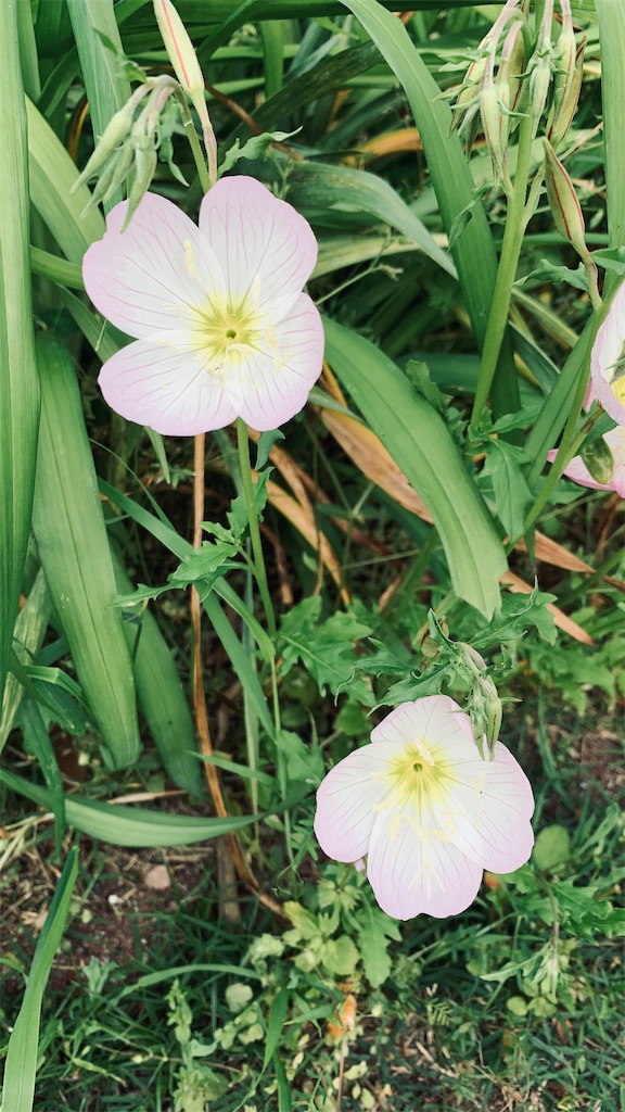 f:id:kyoko316:20260425231937j:image f:id:kyoko316:20260425231937j:image