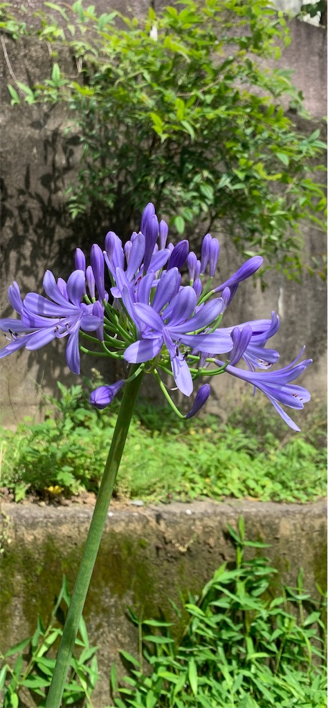 f:id:kyoko316:20260623224548j:image