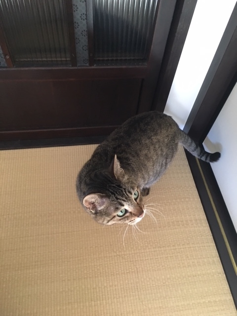 f:id:kyoko8064:20190529154751j:plain