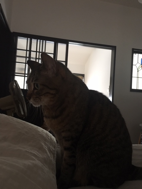 f:id:kyoko8064:20190610011904j:plain