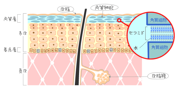 f:id:kyokocanarysan:20171116180729g:plain f:id:kyokocanarysan:20171116180729g:plain