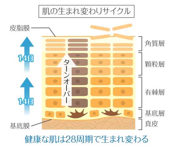 f:id:kyokocanarysan:20171116182356j:plain f:id:kyokocanarysan:20171116182356j:plain