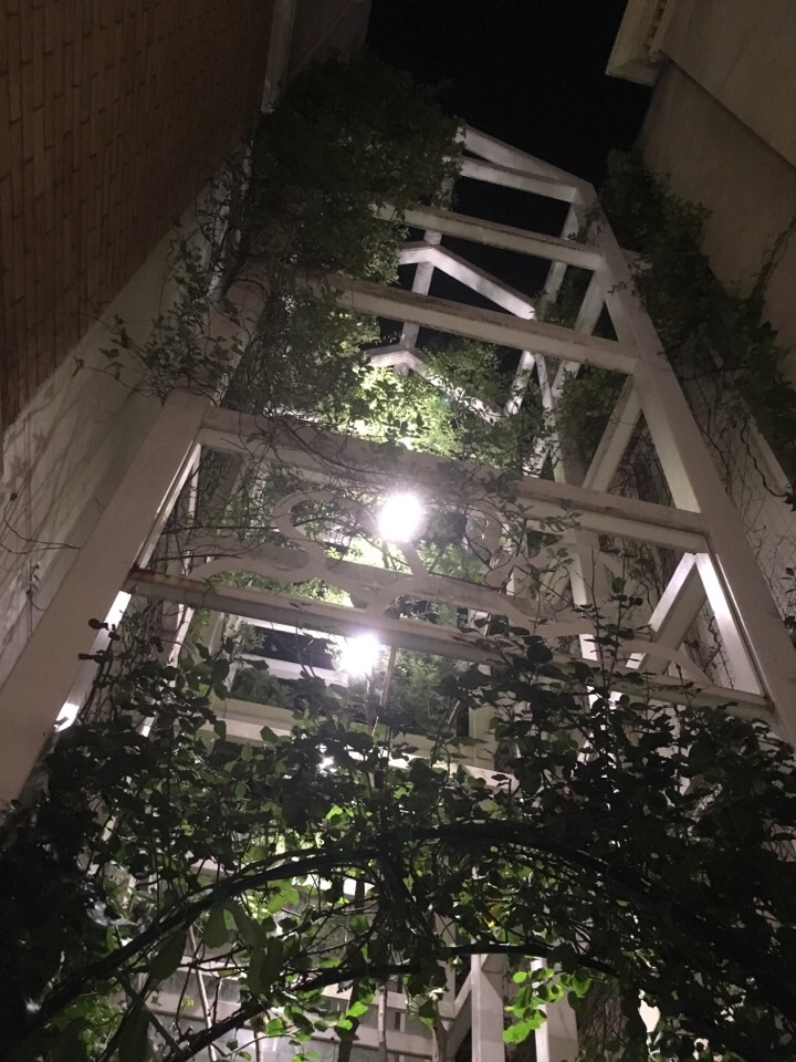 f:id:kyokocanarysan:20180629215733j:image:w450 f:id:kyokocanarysan:20180629215733j:image:w450