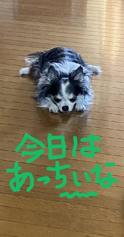 f:id:kyokoippoppo:20200719050435j:plain:w330:left