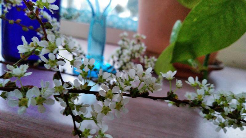f:id:kyokoippoppo:20210326062539j:plain:w600:left