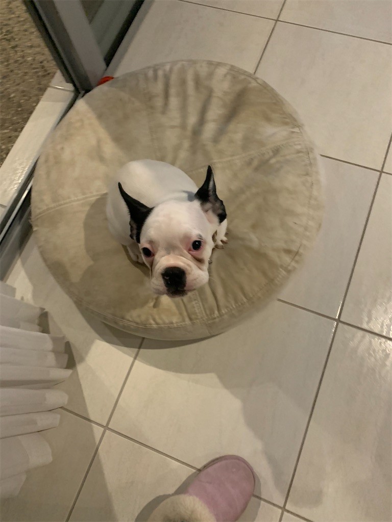 犬様 青空の下で オーストラリア生活