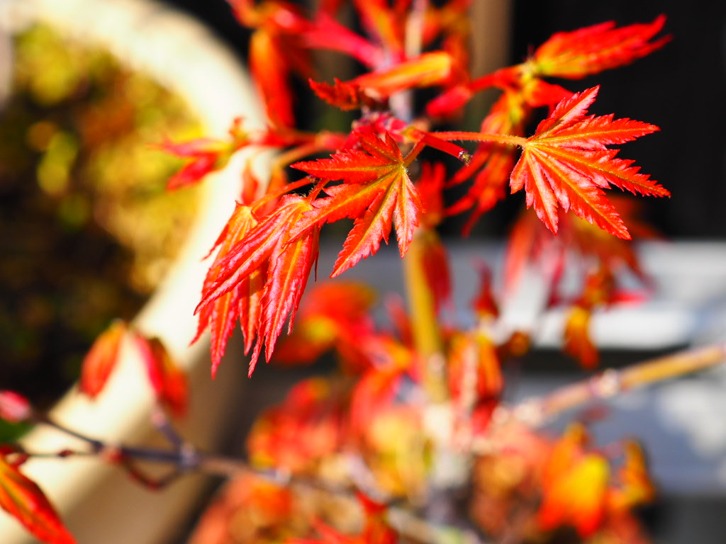 モミジの新芽かき - 小さな庭の物語