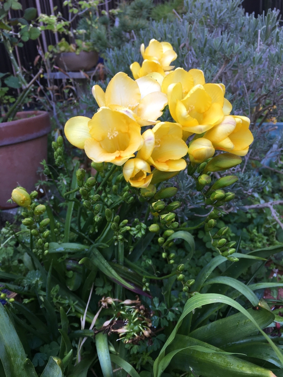 フリージア咲いてます 小さな庭の物語 フリージア咲いてます 小さな庭の物語