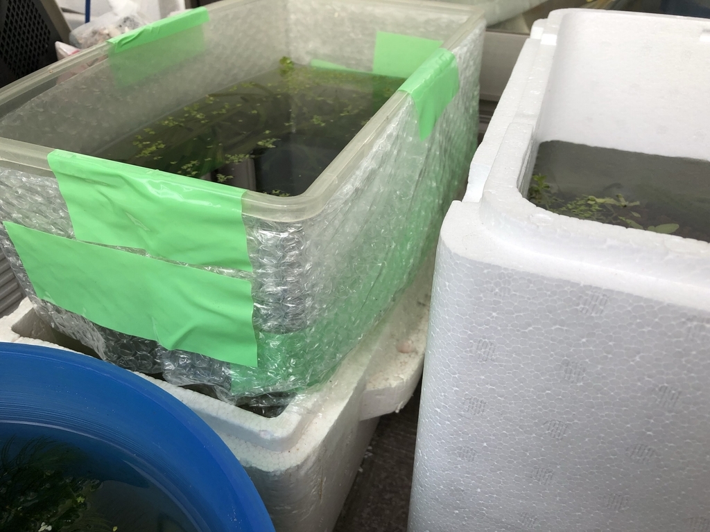 ミナミヌマエビも冬支度 メダカのベランダ飼い