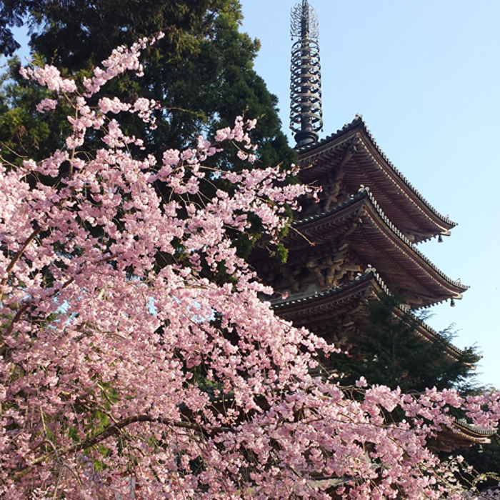 【2018年最新版】京都の桜 - 開花時期と見頃 開花予想のご案内