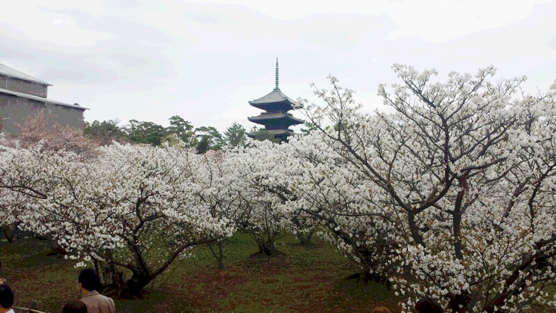 【2018年最新版】京都の桜 - 開花時期と見頃 開花予想のご案内