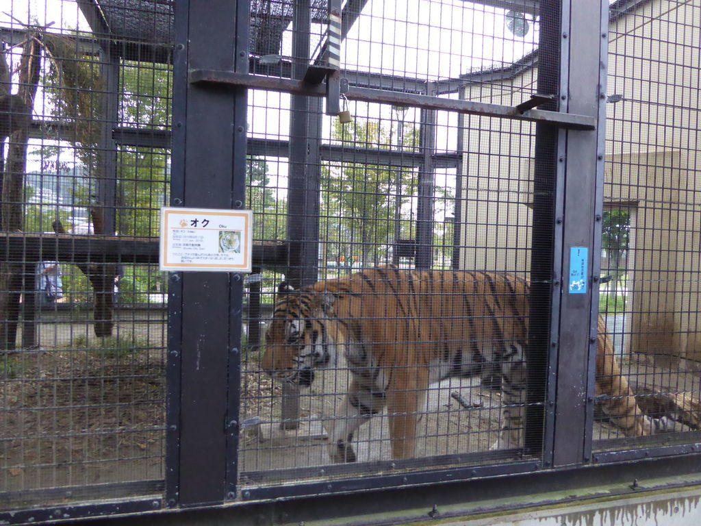 京都市動物園で可愛い動物に出会う ゾウやカバ 虎さんに癒される休日 京都ぶらり散歩 グルメ手帖