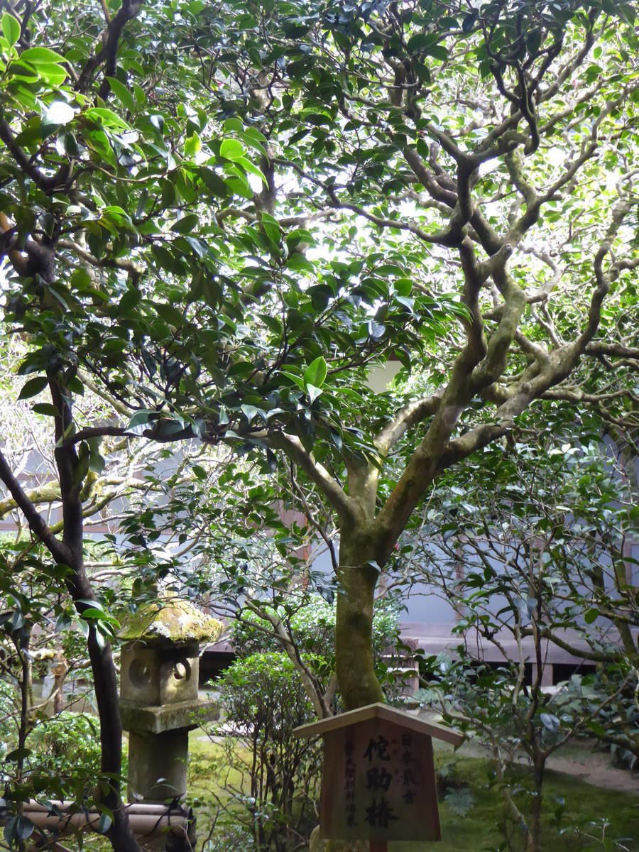 f:id:kyotoburari:20190612062752j:plain f:id:kyotoburari:20190612062752j:plain