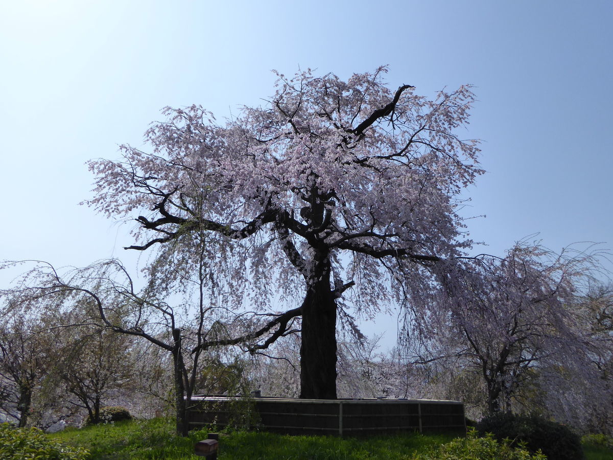 円山公園の桜】妖艶な祇園しだれに感動!お花見にライトアップを楽し ...