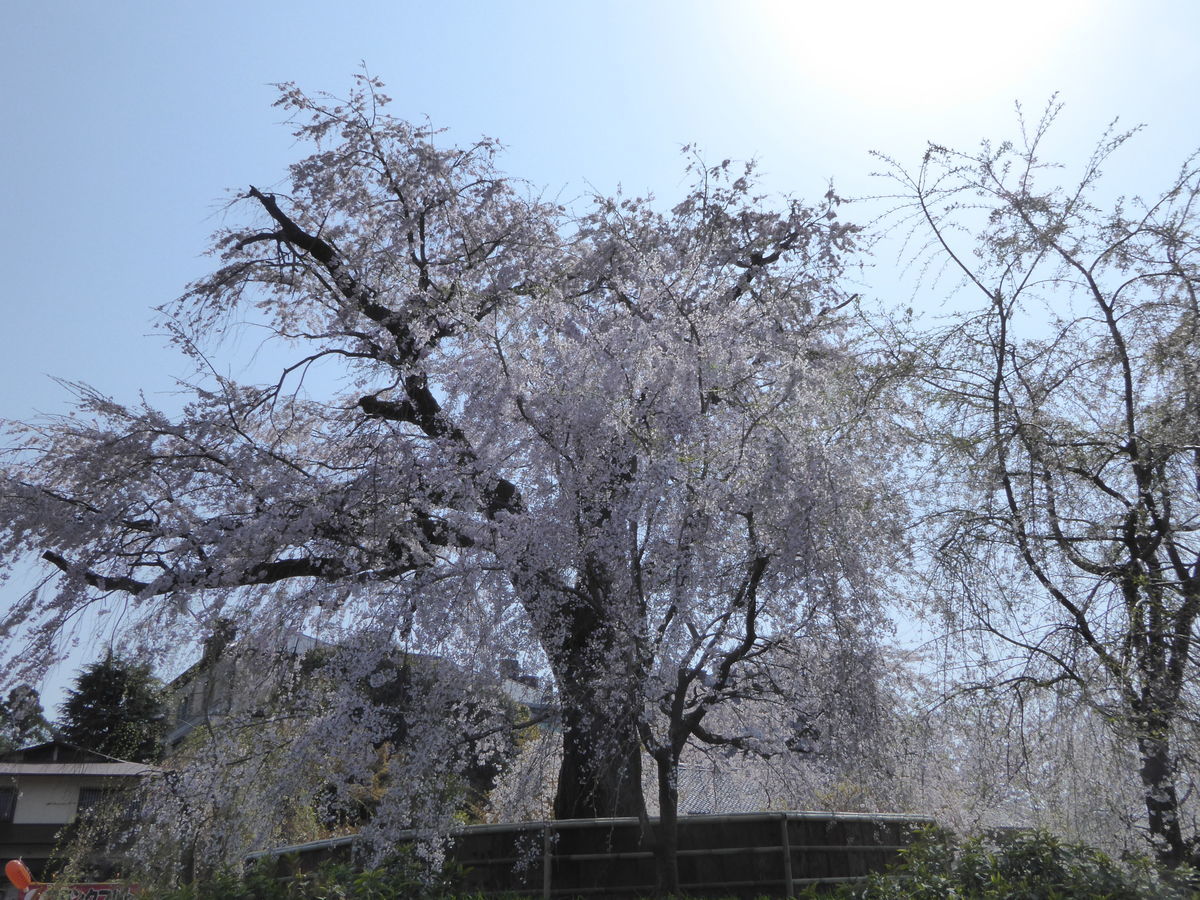 円山公園の桜】妖艶な祇園しだれに感動!お花見にライトアップを楽し ...