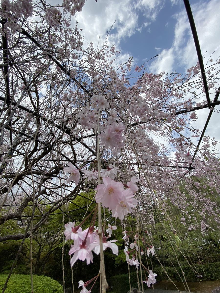 f:id:kyotoburari:20210601164021j:plain