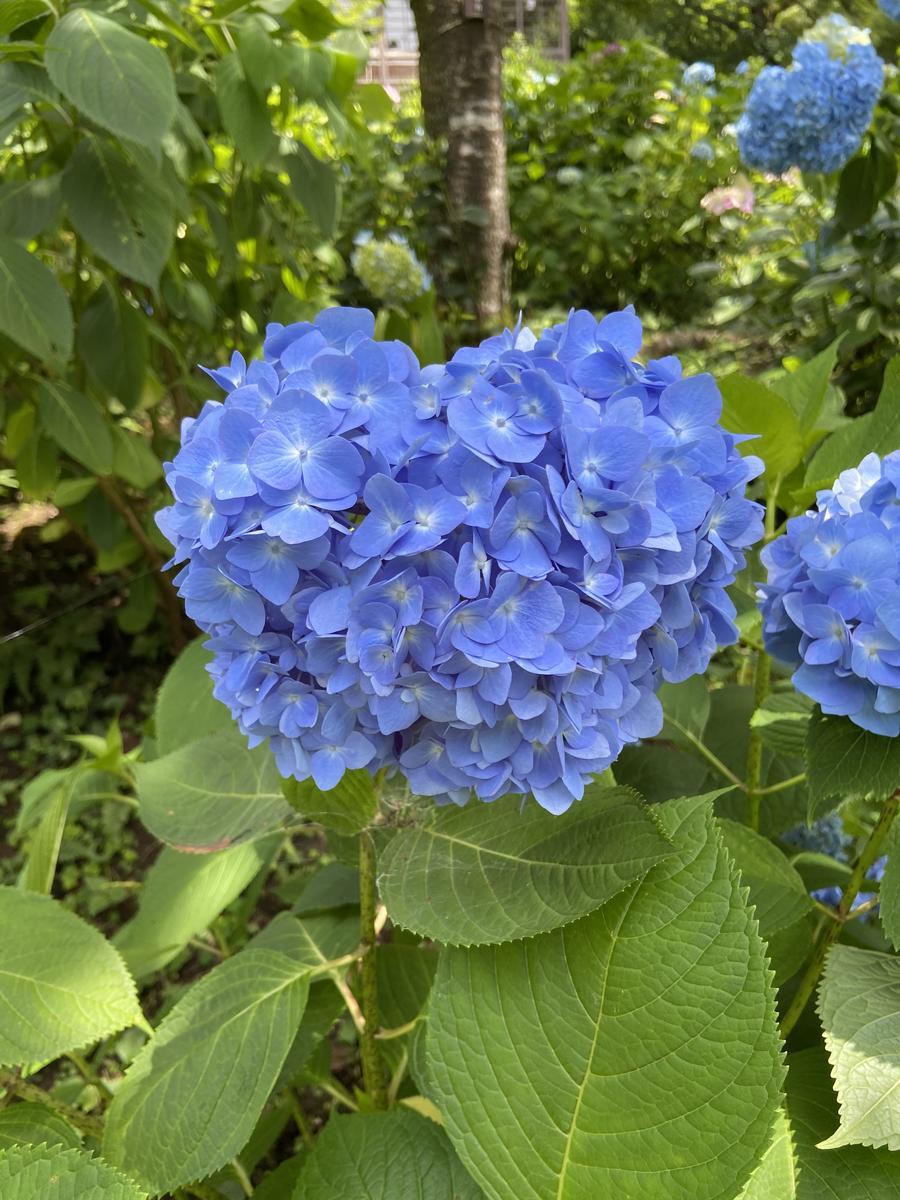 f:id:kyotoburari:20210623132853j:plain