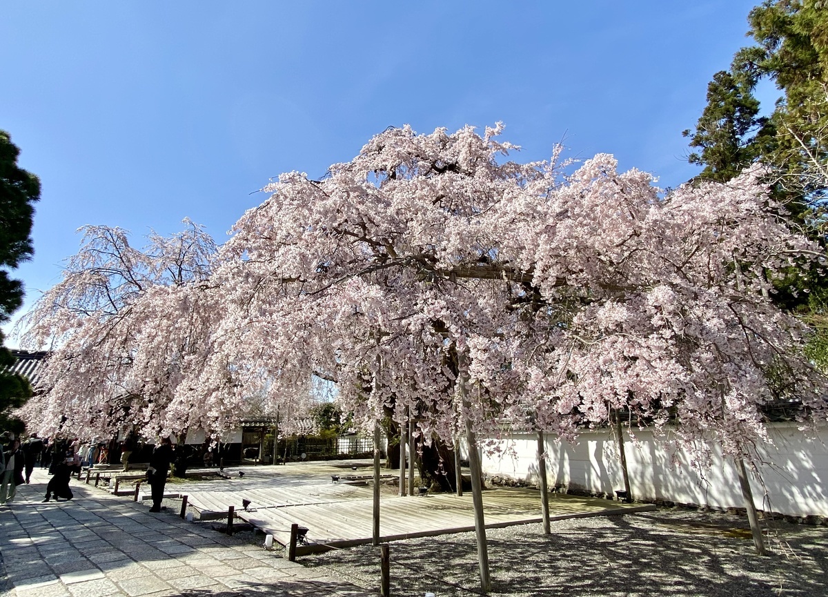 定番のお歳暮 醍醐寺】桜満開の醍醐寺を見所歩き！「五重の塔」で桜吹雪＆三宝 着物・浴衣