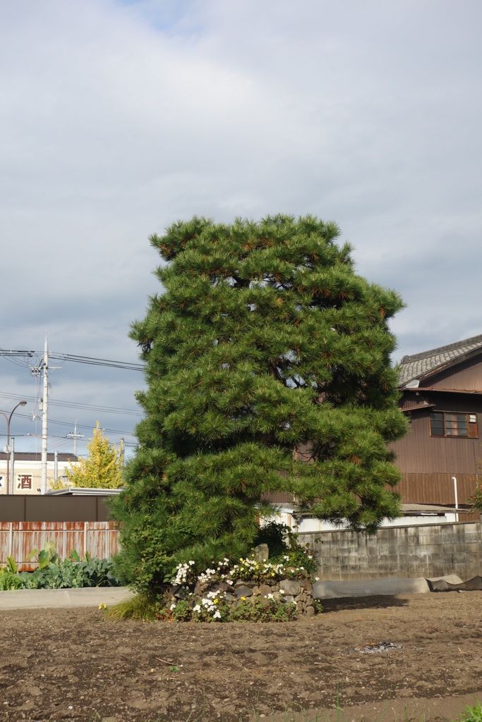 f:id:kyotomichi:20170103164513j:plain