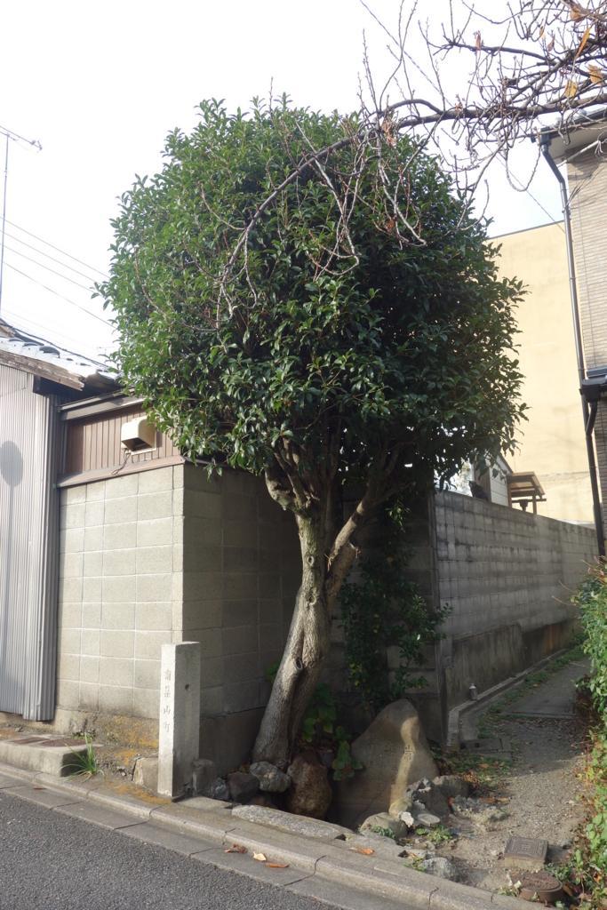 f:id:kyotomichi:20170103173335j:plain