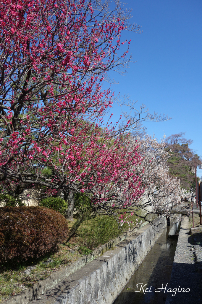 f:id:kyotomichi:20180310200845j:plain