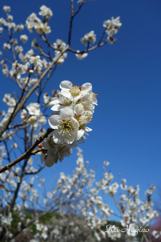 f:id:kyotomichi:20180310202831j:plain
