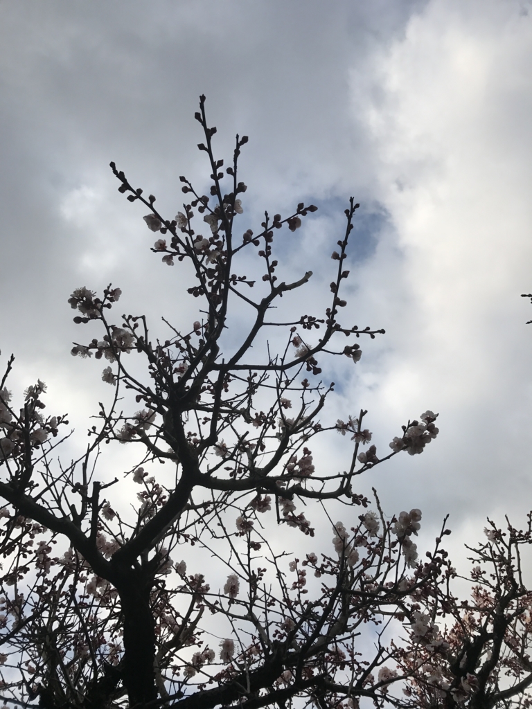 f:id:kyotosan:20170310081248j:plain