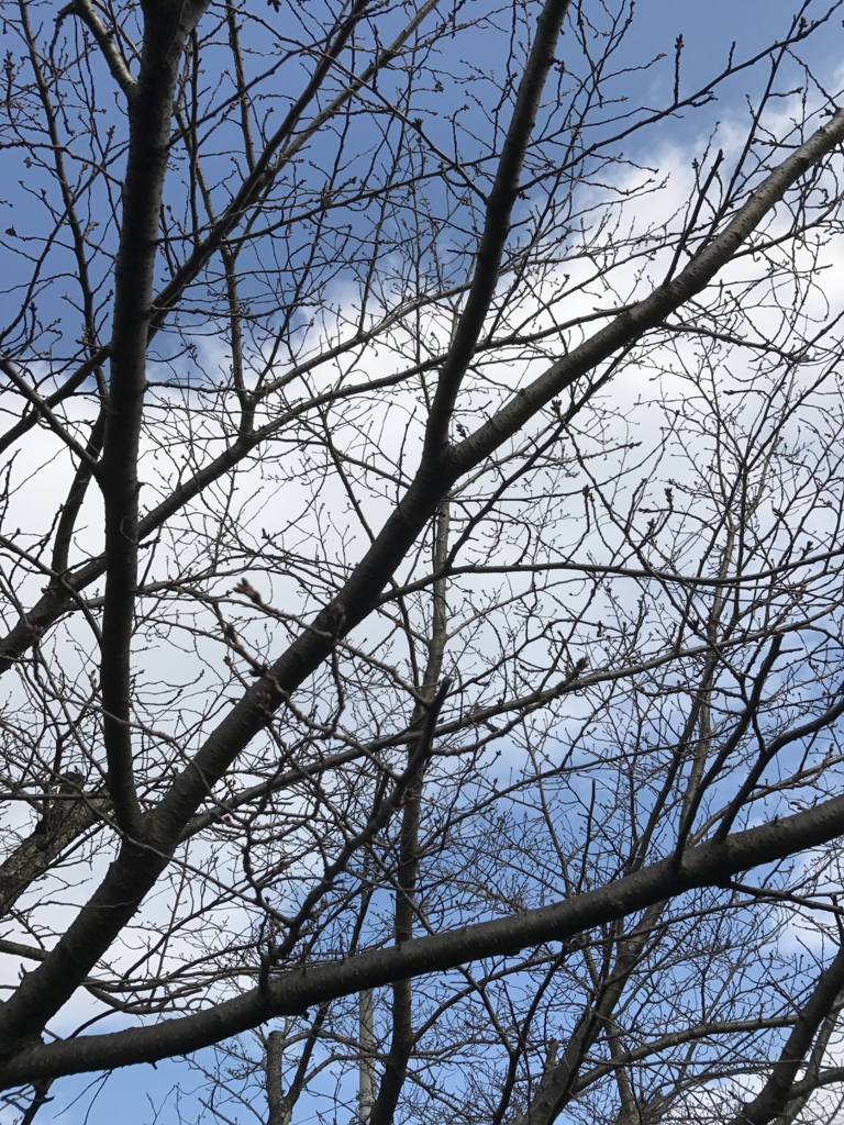 f:id:kyotosan:20170310084857j:plain