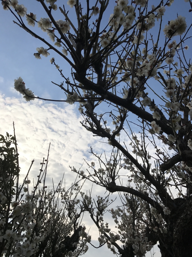 f:id:kyotosan:20170310085234j:plain