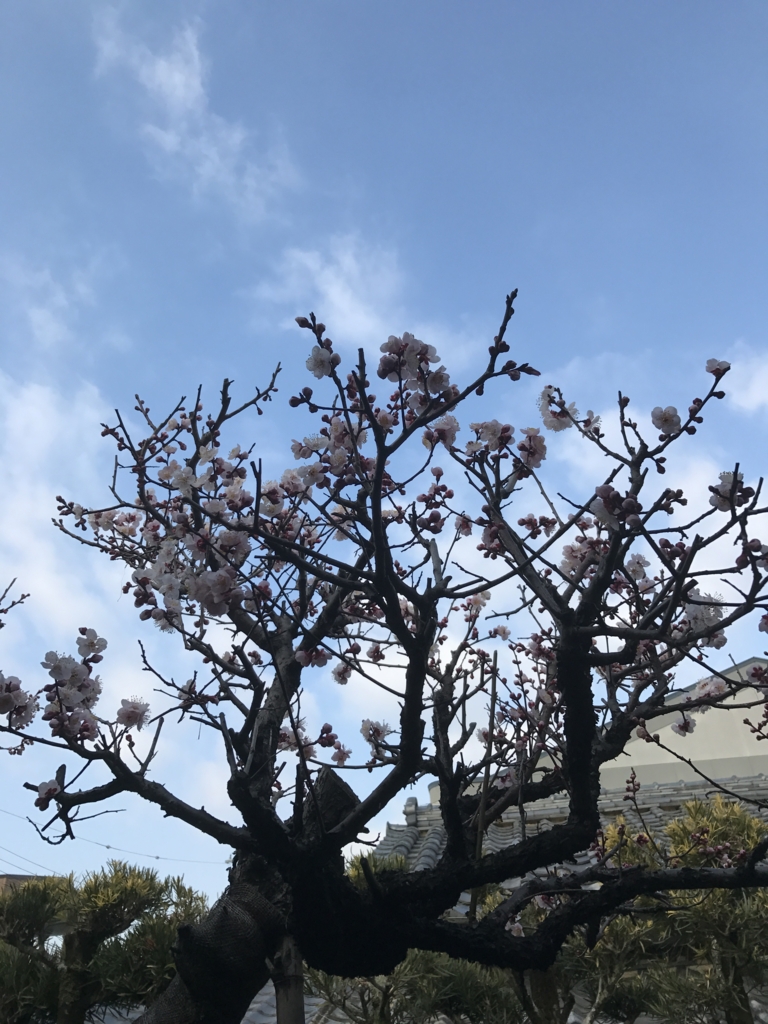 f:id:kyotosan:20170315234625j:plain f:id:kyotosan:20170315234625j:plain
