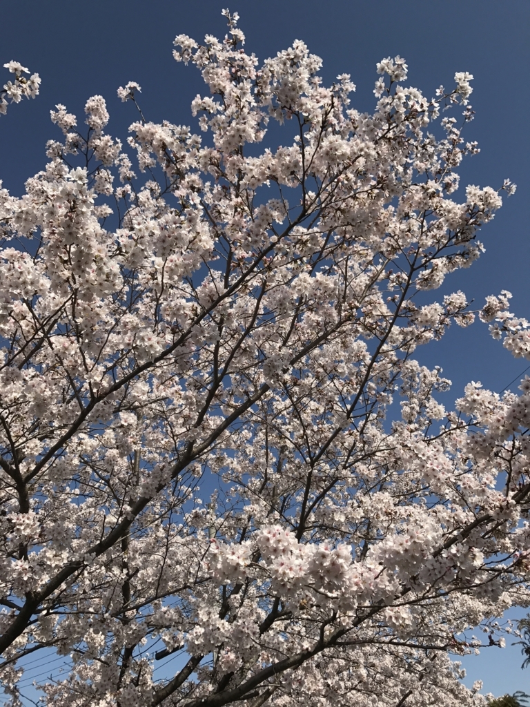 f:id:kyotosan:20180331145232j:plain