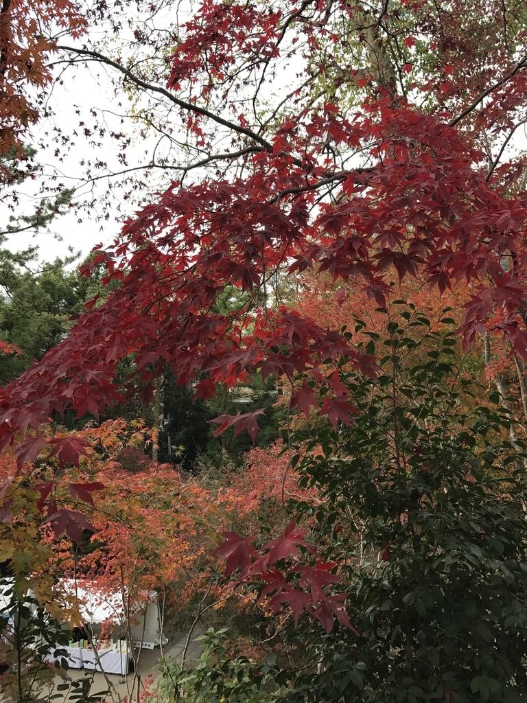 f:id:kyotosan:20181126105654j:plain f:id:kyotosan:20181126105654j:plain